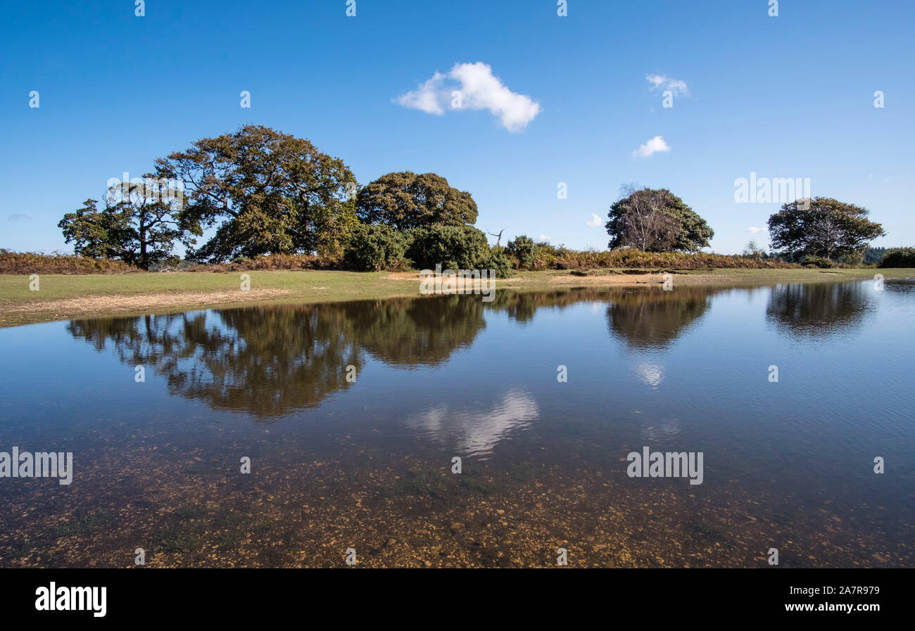 Nuova Foresta Mogshade Pond, Hampshire, Inghilterra, Regno Unito. Foto Stock