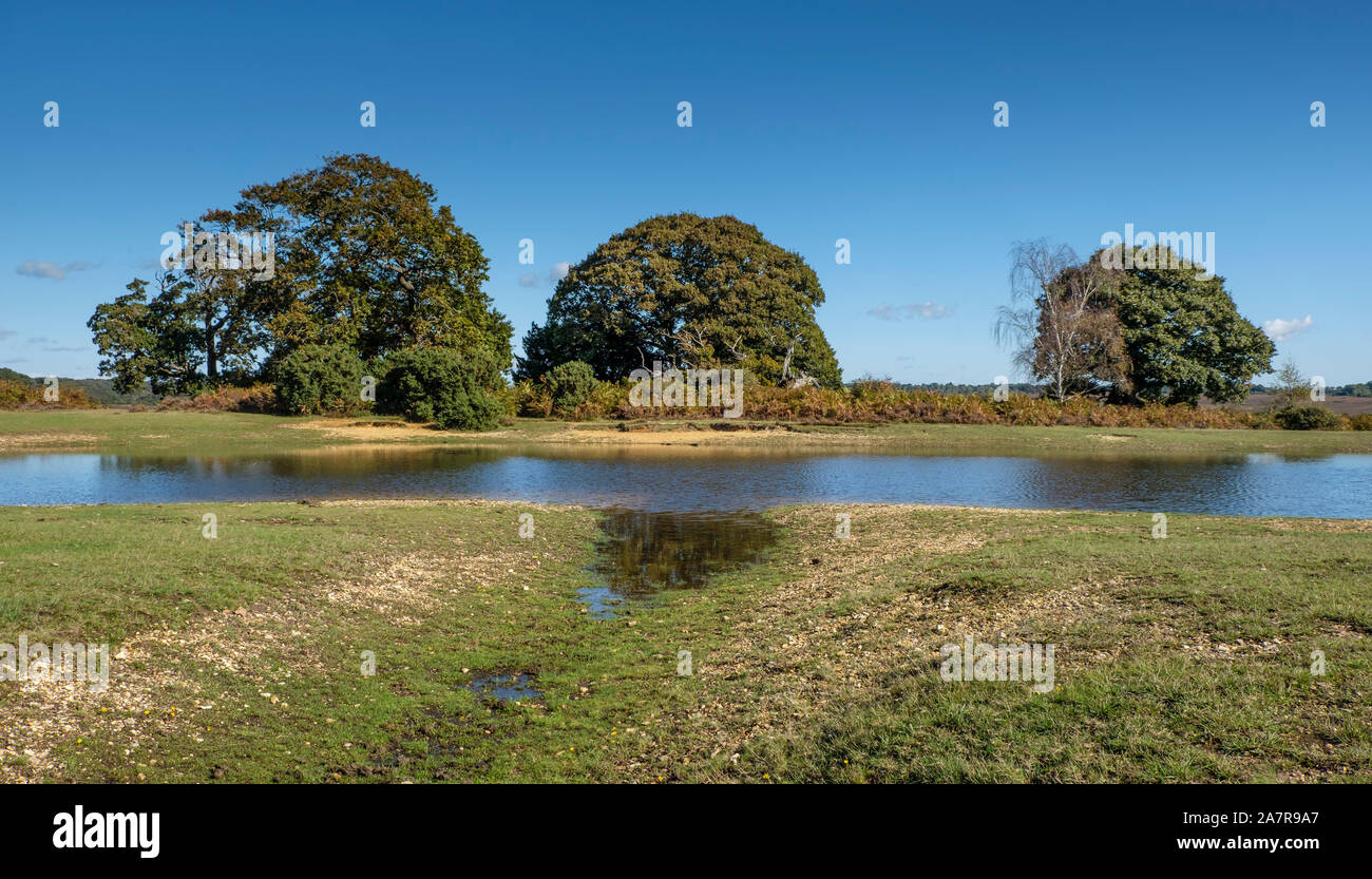 Nuova Foresta Mogshade Pond, Hampshire, Inghilterra, Regno Unito. Foto Stock