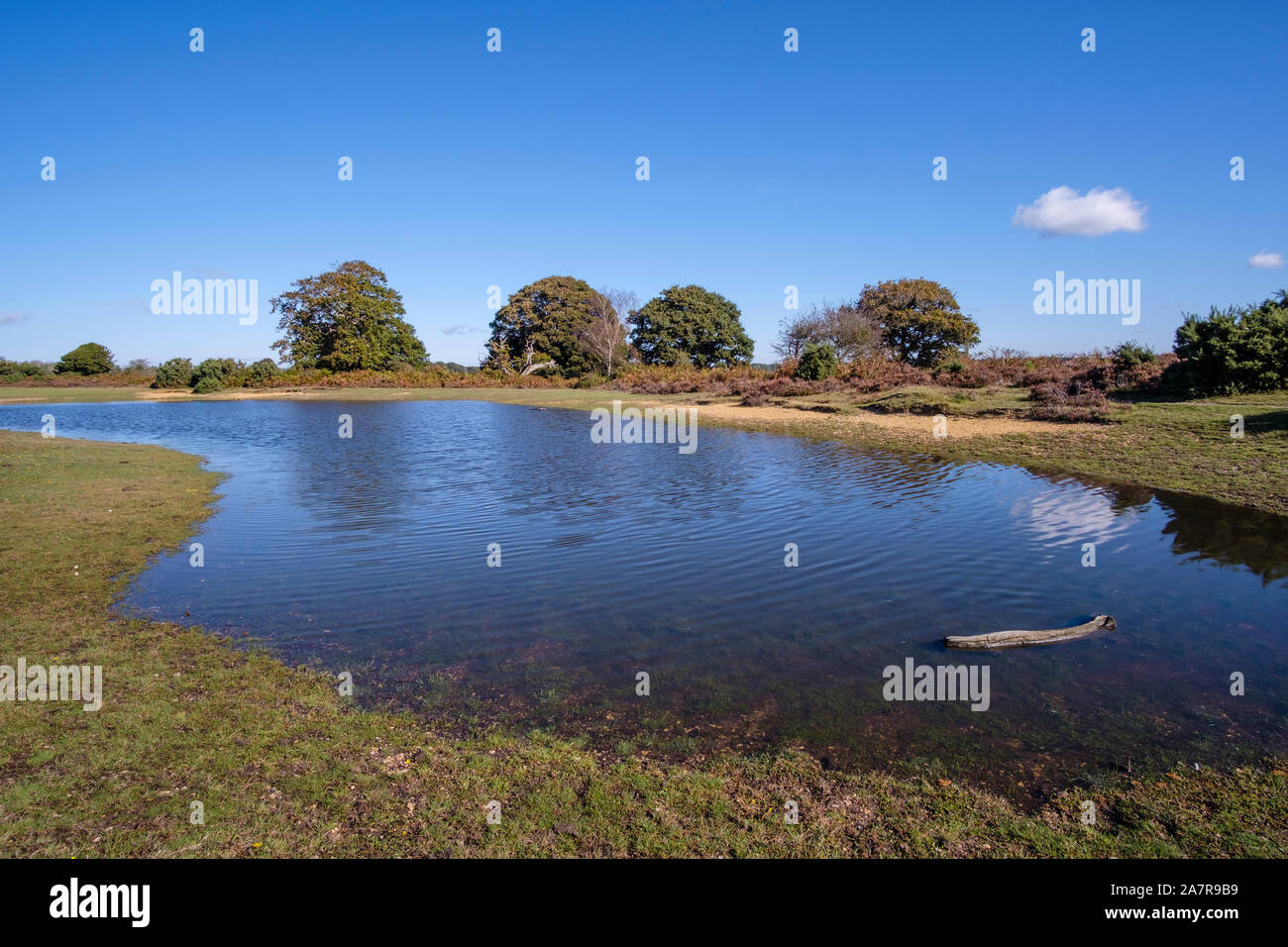 Nuova Foresta Mogshade Pond, Hampshire, Inghilterra, Regno Unito. Foto Stock