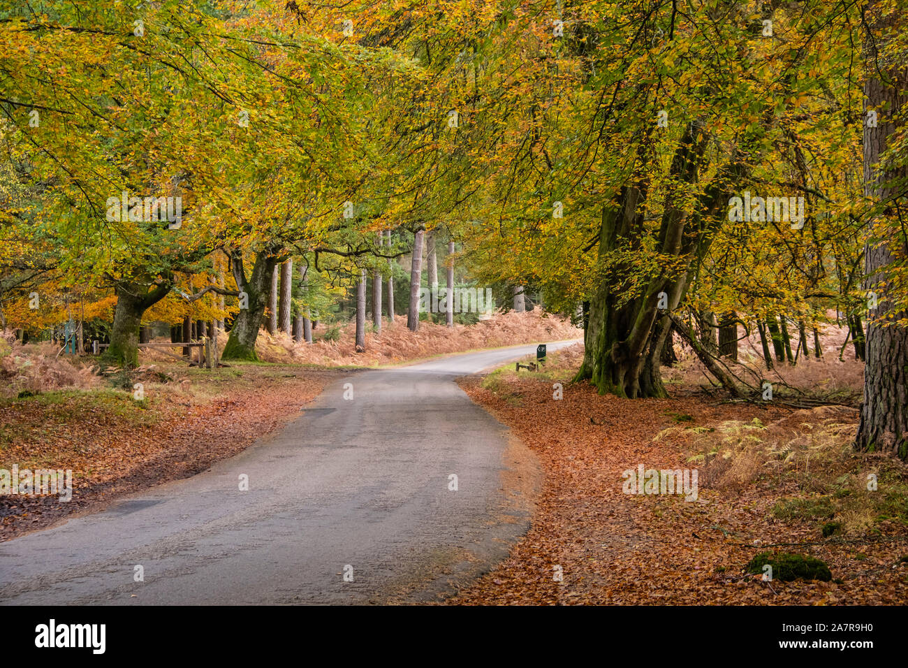 New Forest, Colore di autunno, faggi, ornamentali guidare su strada, Hampshire, Inghilterra, Regno Unito. Foto Stock