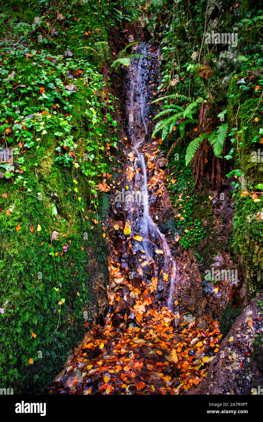 Un piccolo ruscello rivoli attraverso foglie di autunno Foto Stock