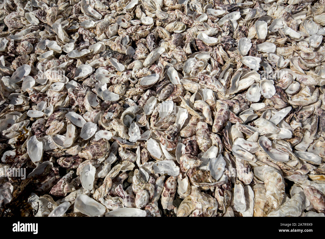 Migliaia di gusci vuoti di ostriche mangiato gettato sul pavimento del mare a Cancale, famoso per allevamenti di ostriche. Brittany, Francia Foto Stock