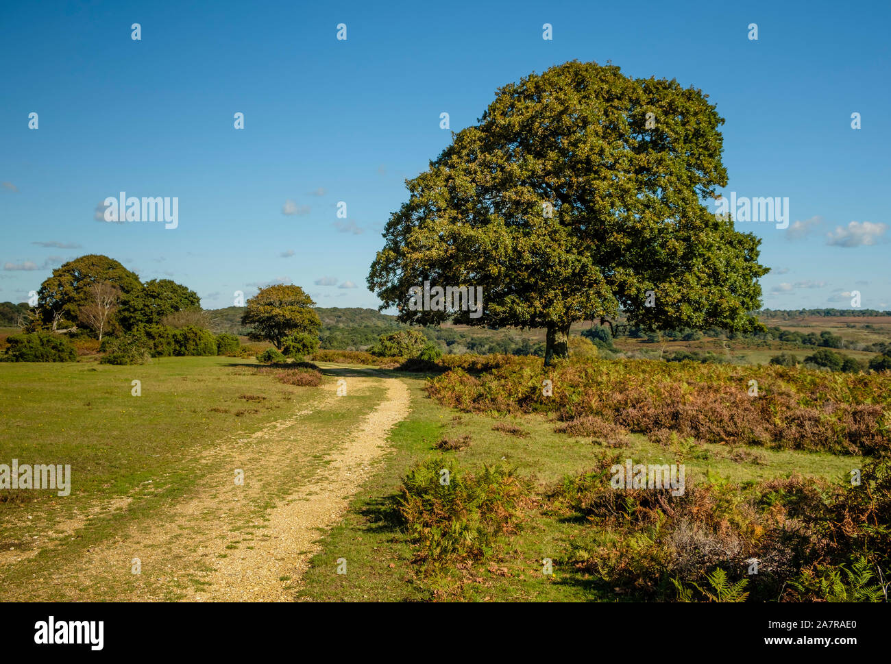 Il nuovo albero di foresta e via, Hampshire, Inghilterra, Regno Unito. Foto Stock