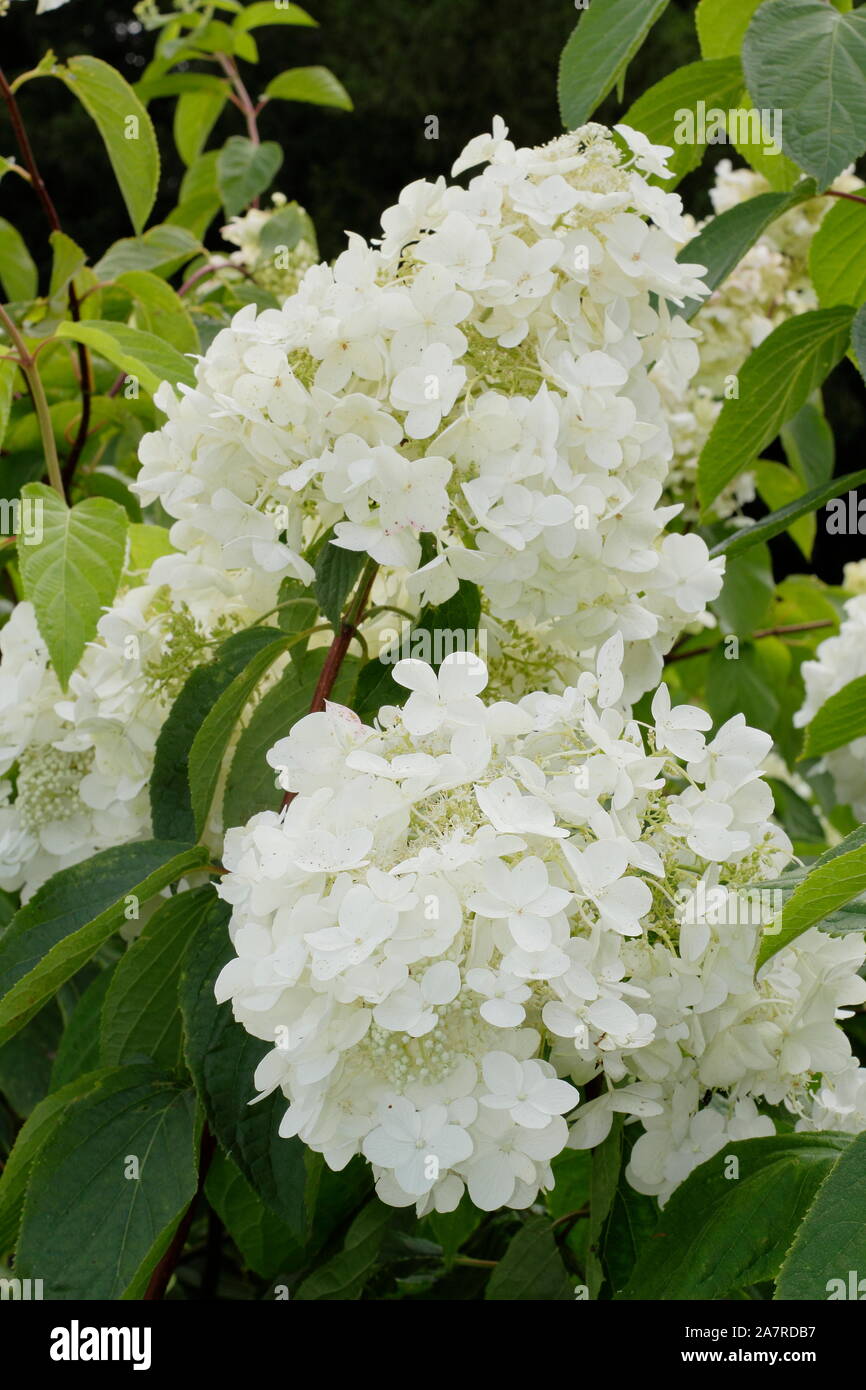 Fioriture bianche di Hydrangea paniculata 'White Moth' in estate. Regno Unito Foto Stock