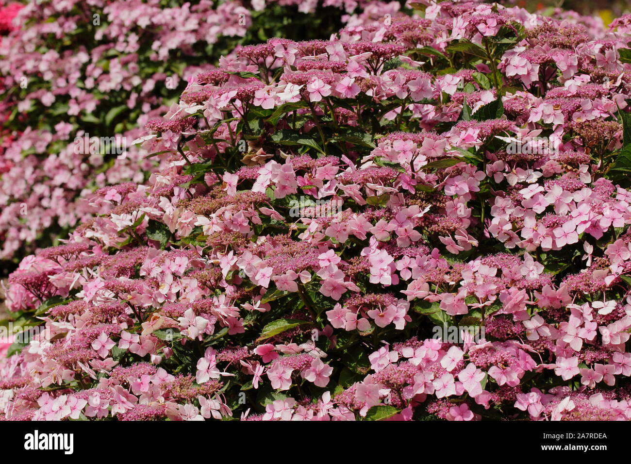 Hydrangea macrophylla 'ariesii perfecta", detto anche Blue Wave, fioritura in un giardino inglese in agosto. Regno Unito Foto Stock