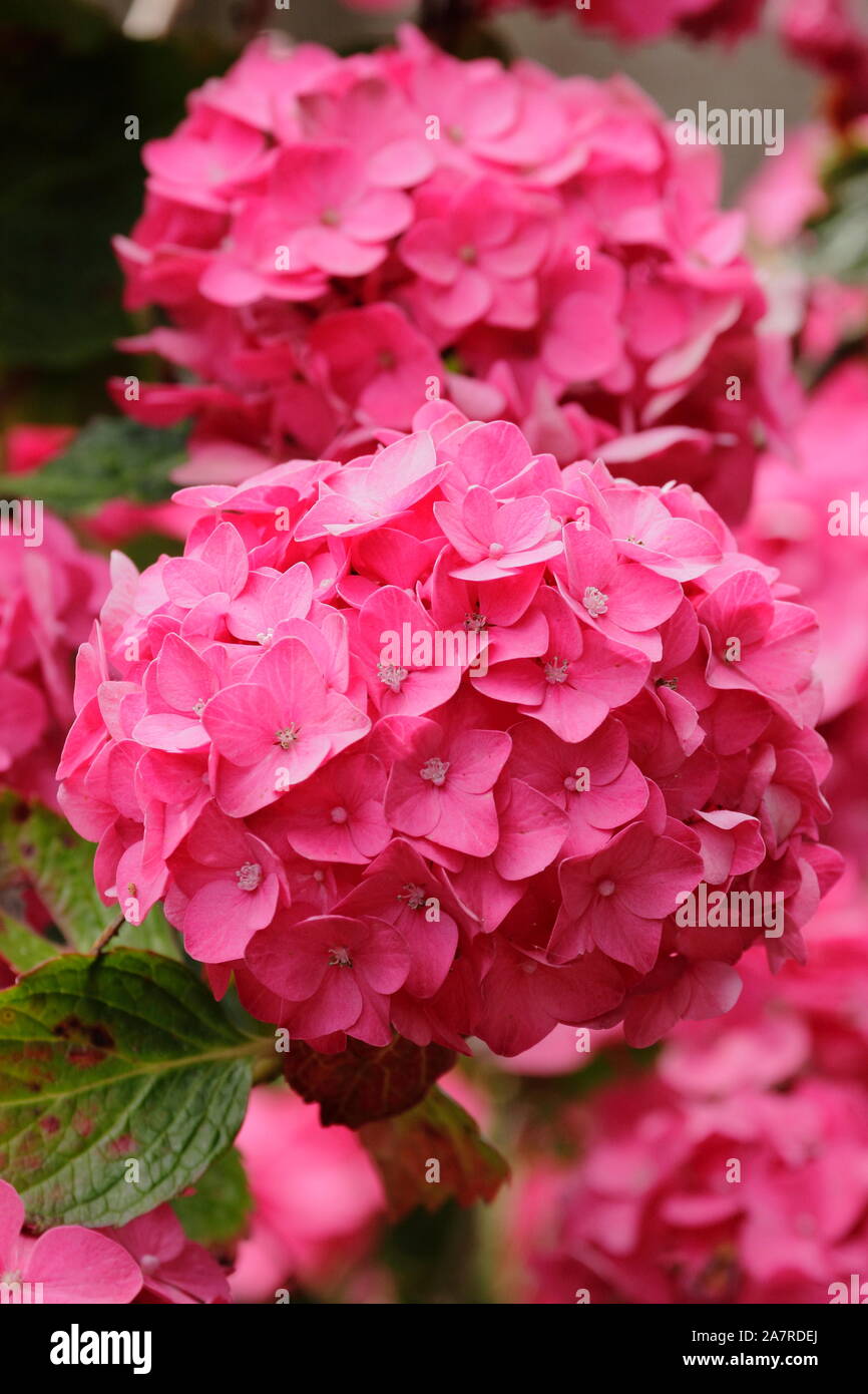 Hydrangea macrophylla 'Ami Pasquier' visualizzazione mopheads distintivo in rosa scuro in un giardino di agosto. Regno Unito Foto Stock