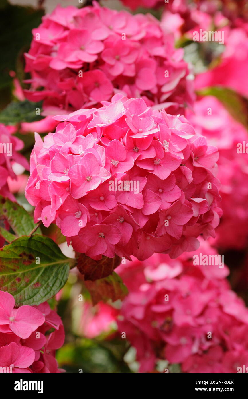 Hydrangea macrophylla 'Ami Pasquier' visualizzazione mopheads distintivo in rosa scuro in un giardino di agosto. Regno Unito Foto Stock