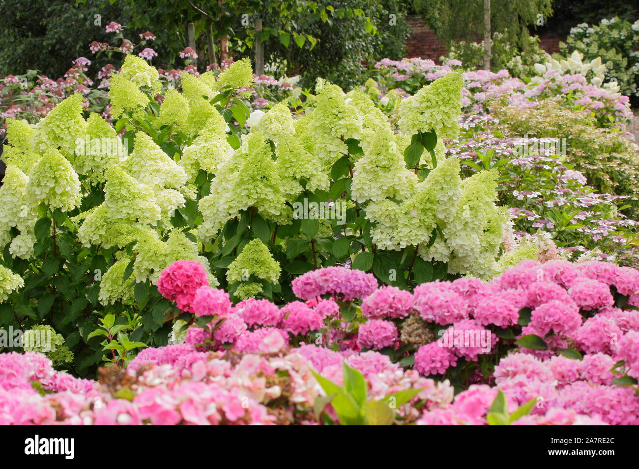 Ortensie in giardino. Hydrangea paniculata 'Limelight' e Hydrangea macrophylla 'Brilliant' (primo piano). REGNO UNITO Foto Stock