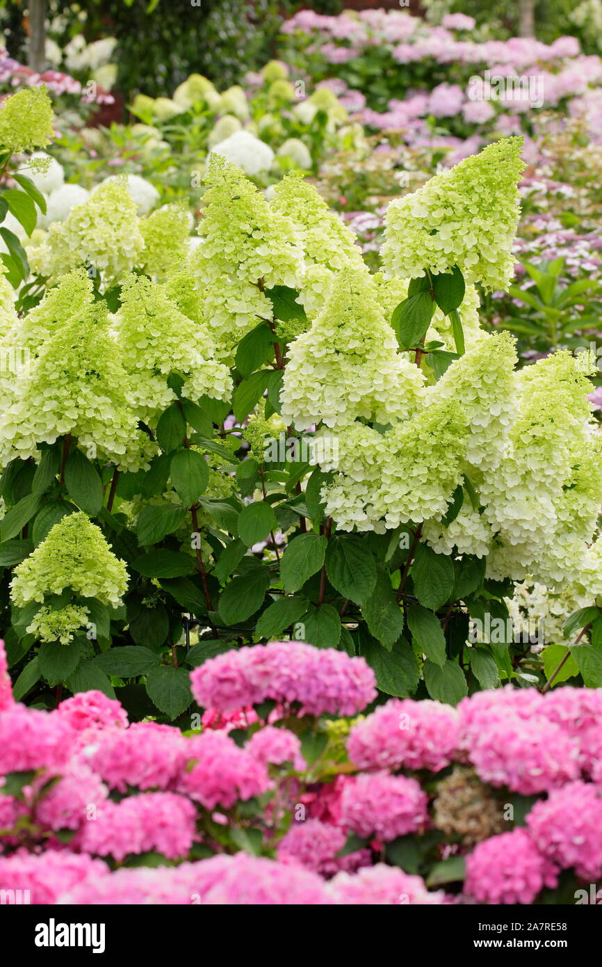 Ortensie in giardino. Hydrangea paniculata 'Limelight' e Hydrangea macrophylla 'Brilliant' (primo piano). REGNO UNITO Foto Stock