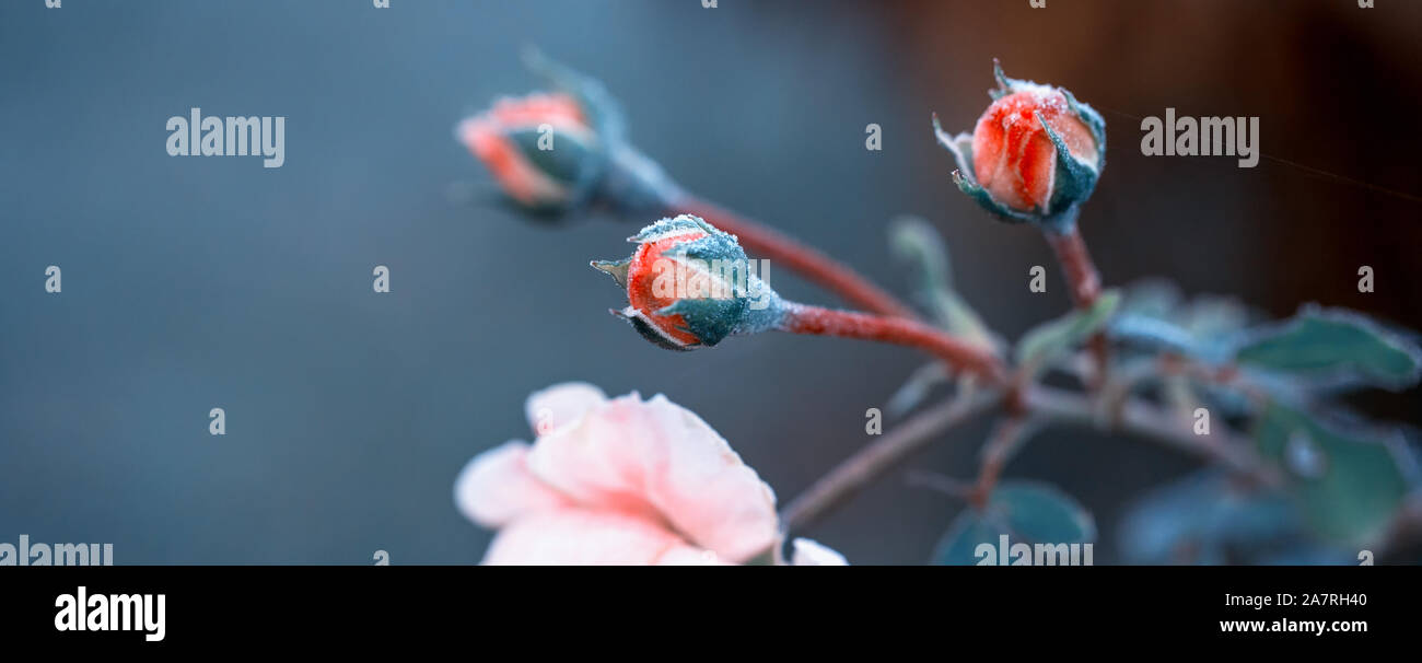 Inverno in giardino. Brina sulla petali di rosa rosa, il primo gelo. Foto Stock