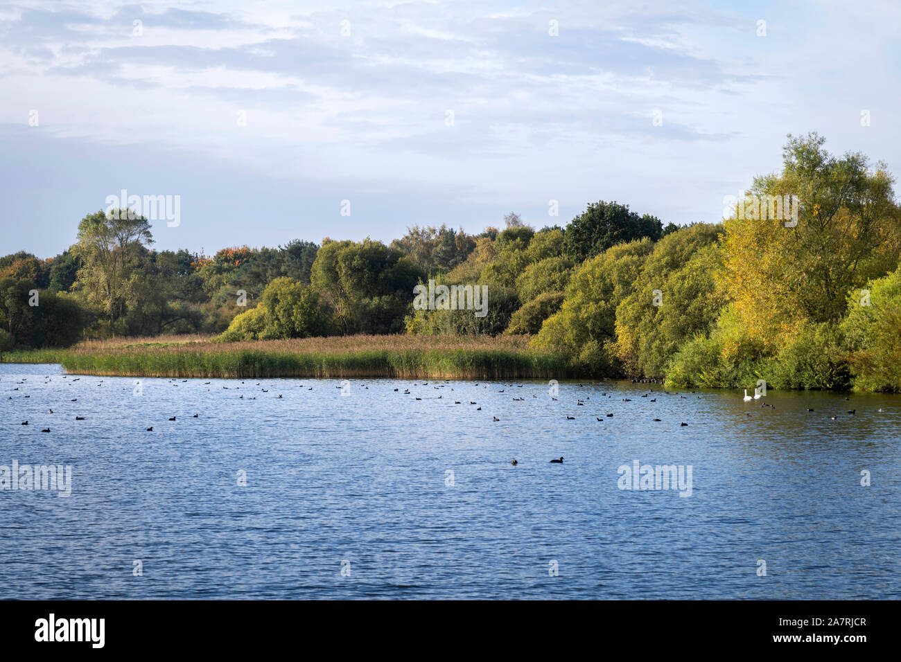 Autunno a Lough Neagh nei pressi di Oxford Isola Irlanda del Nord Foto Stock