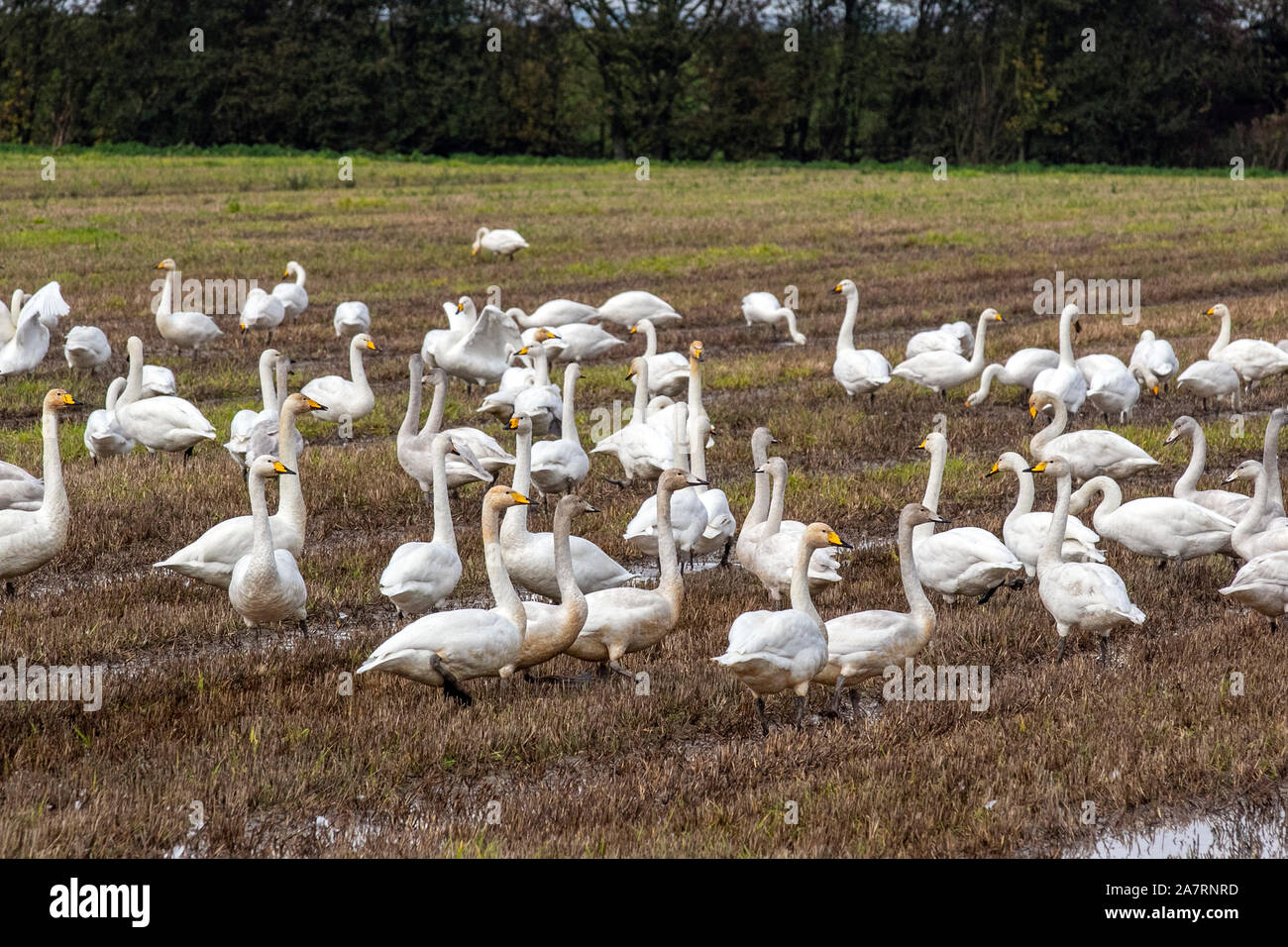 Tarleton, Lancashire. Regno Unito Meteo 4 Novembre, 2019. Centinaia di lavoratori migranti Hooper cigni provenienti dall Islanda arrivano ad alimentare sull'allagato i campi di grano di nord-ovest dell'Inghilterra. I primi gruppi di tali rumorosi cigni selvatici & loro prestampati, un anticipo del partito fino a 2.000 uccelli, hanno reso la 500 miglia di viaggio dall'Islanda per overwinter in Ribble palude di estuario. Durante questa migrazione, essi viaggiano a quote molto alte; infatti, un pilota di volare a 8.000 piedi una volta riferito vedere un gregge di cigni. Credito: MediaWorldImages/AlamyLiveNews Foto Stock