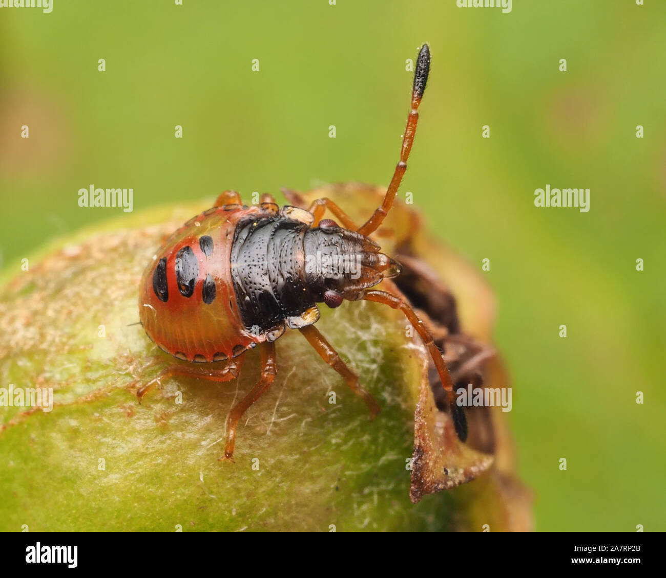 Biancospino Shieldbug nymph (Acanthosoma haemorrhoidale) su hawthorn berry. Tipperary, Irlanda Foto Stock
