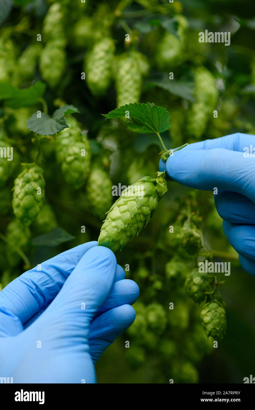 Mature con cono HOP ispezione del luppolo fattoria di filato. Foto Stock