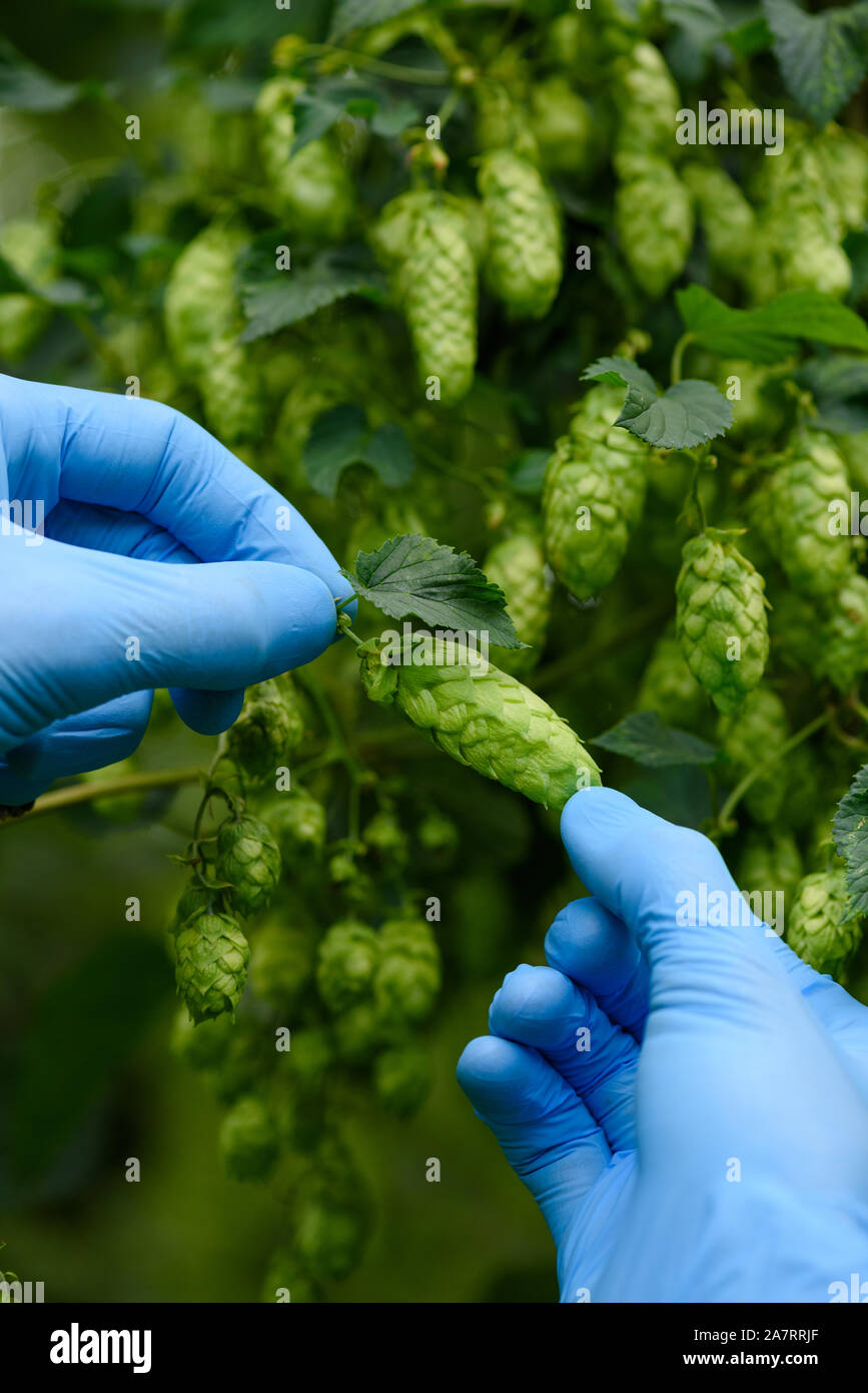 Cono HOP ispezione del luppolo filato campo di fattoria. Foto Stock