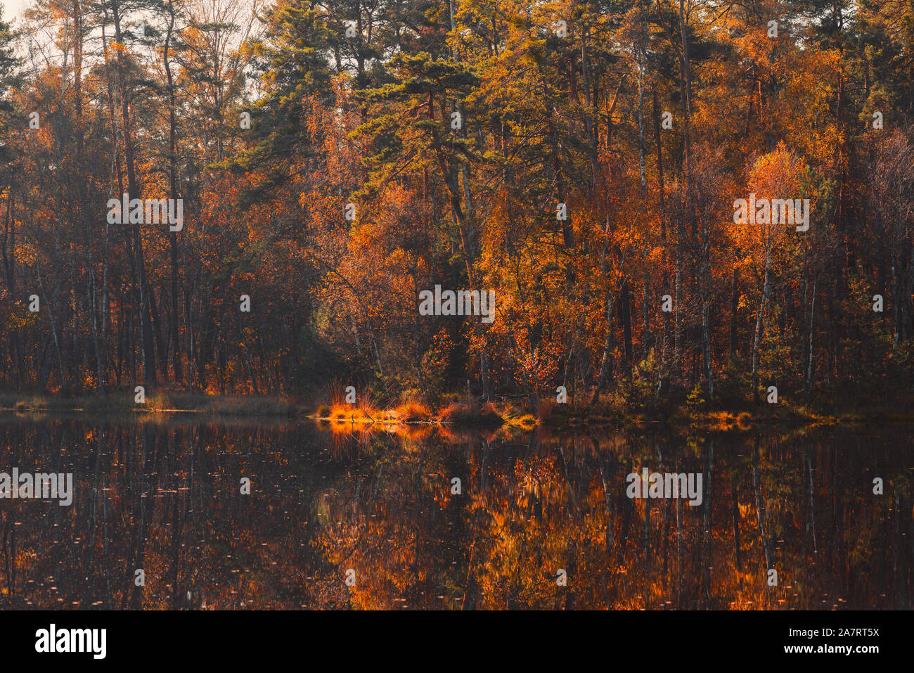 Autunno lago nella foresta di alberi di caduta e colorato fogliame dorato riflesso in acqua ancora Foto Stock
