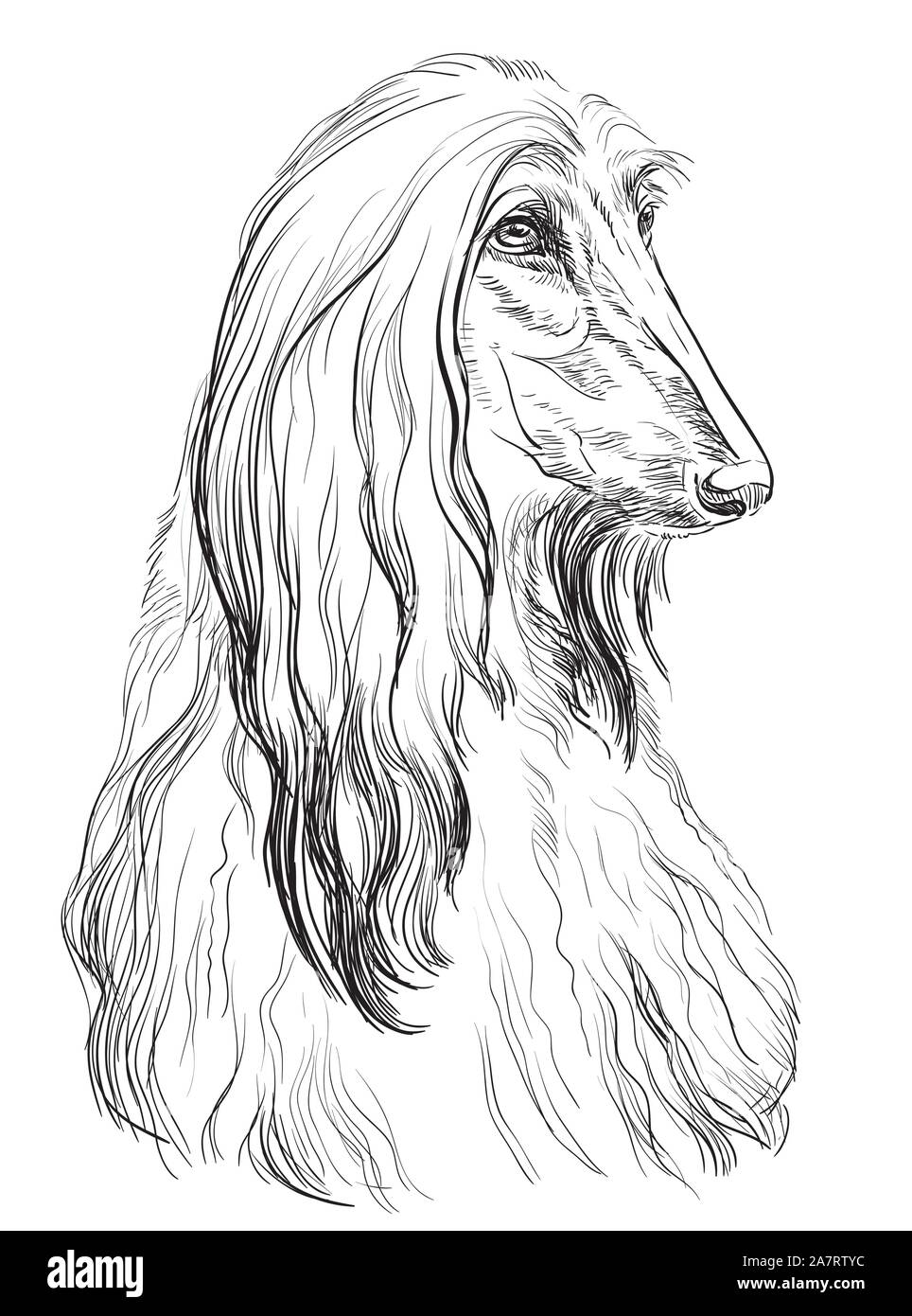 Afghan hound dog vettore di disegno a mano illustrazione in colore nero isolato su sfondo bianco Illustrazione Vettoriale