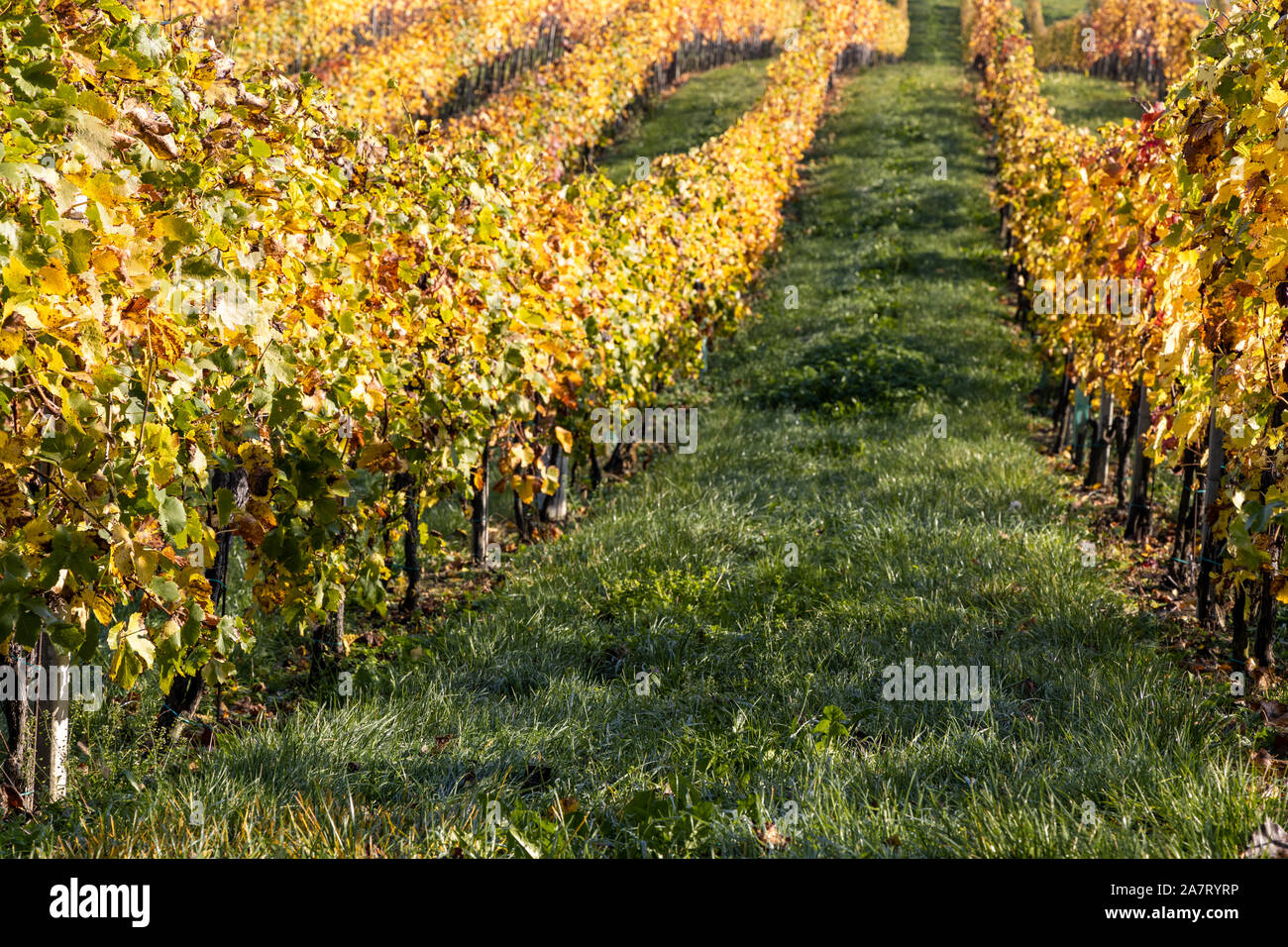 Autunno grapevine vicino Gamlitz con colorcontrast di giallo di foglie di vite e di una fascia verde di erba tra vista in discesa Foto Stock