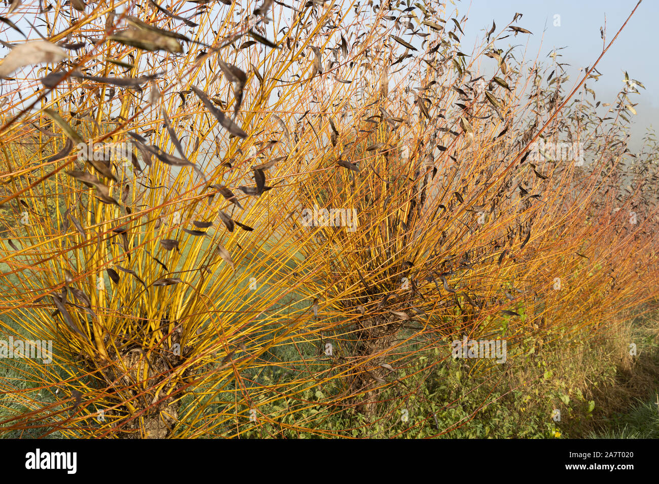 Comune di vimini o cestello gli alberi di salice (Salix salix viminalis) pronto per essere cuttet Foto Stock