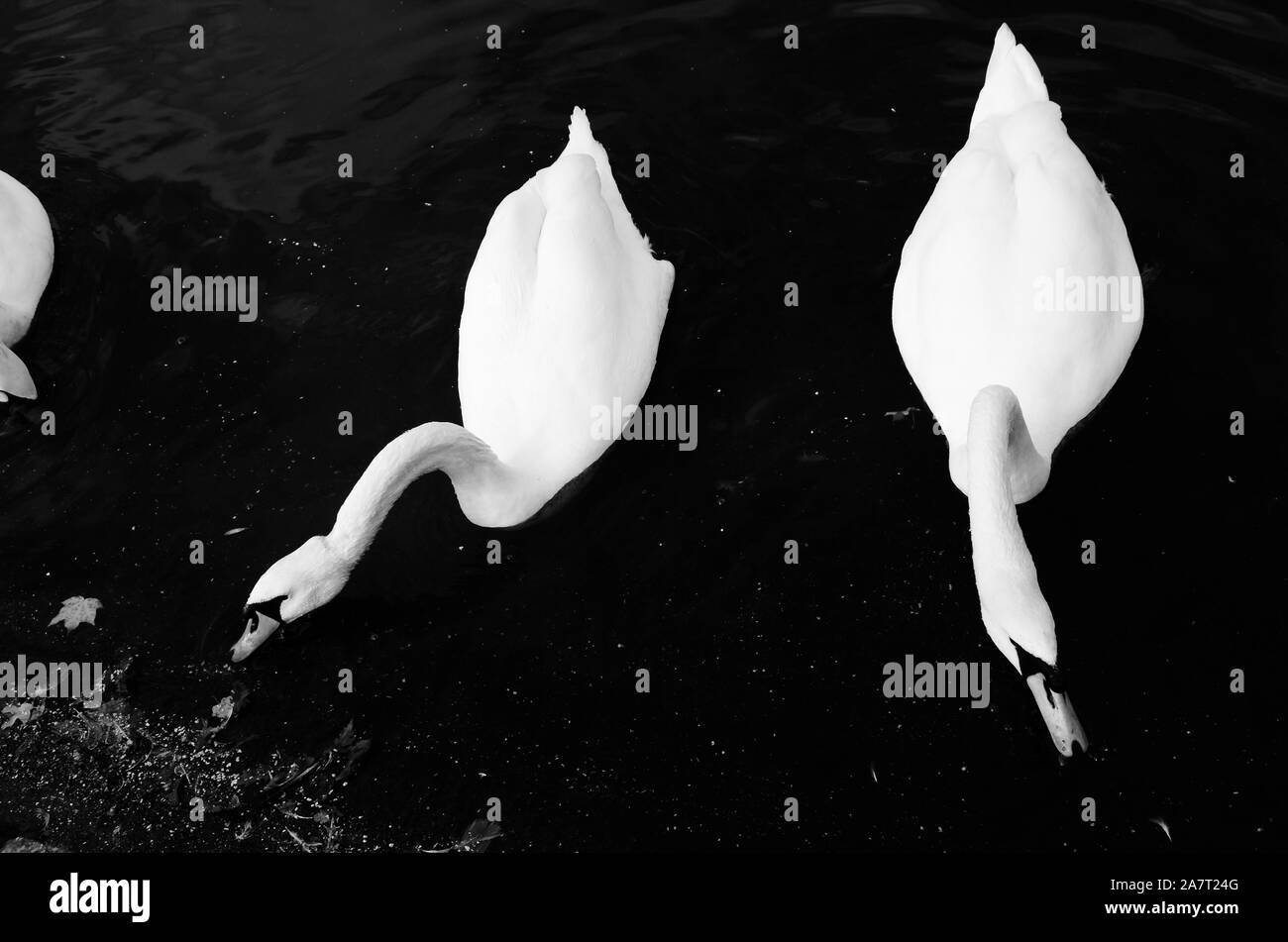 Bianco e nero, foto in bianco e nero di due cigni (Cygnus olor) sulla serpentina, Hyde Park, London, England, Regno Unito Foto Stock