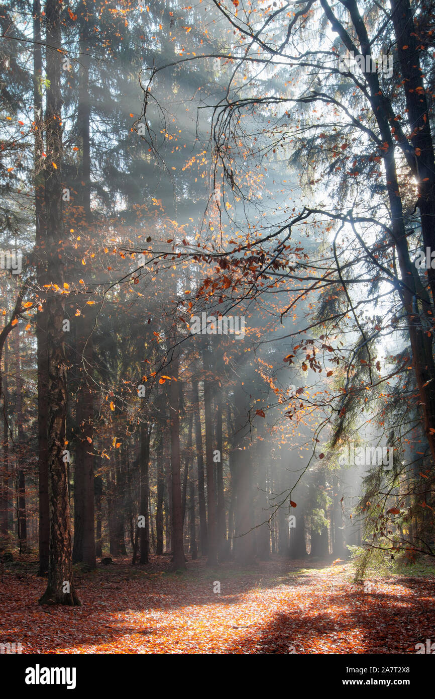 Dio - fasci di raggi di sole n la mattina presto forest Foto Stock