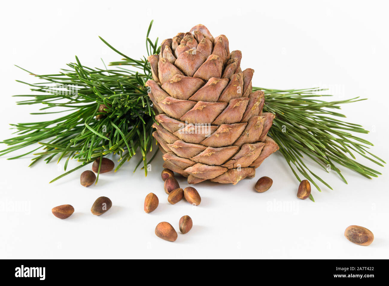 Isolare, composizione, Pigna, dadi e cedro ramo su sfondo bianco Foto Stock