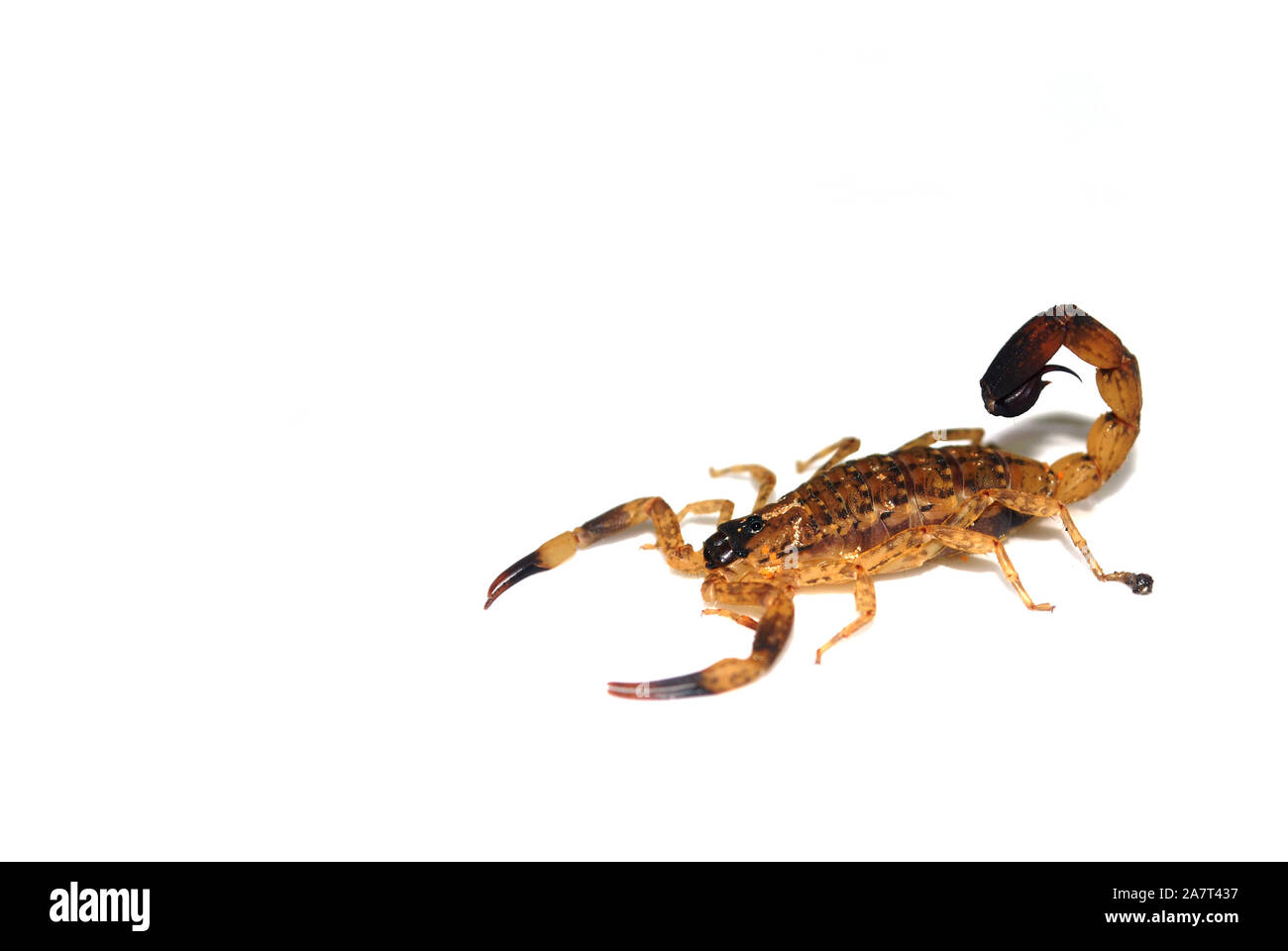Brown Thai scorpion su sfondo bianco. Foto Stock