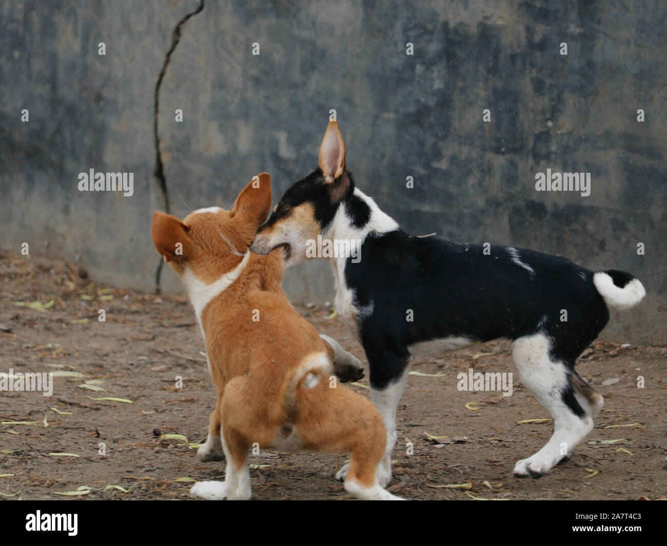 Ci sono due cani sono la riproduzione gli uni con gli altri senza far male sembra essere come essi si battono, cane combattimenti, lotta contro il cane, cane a giocare. Foto Stock
