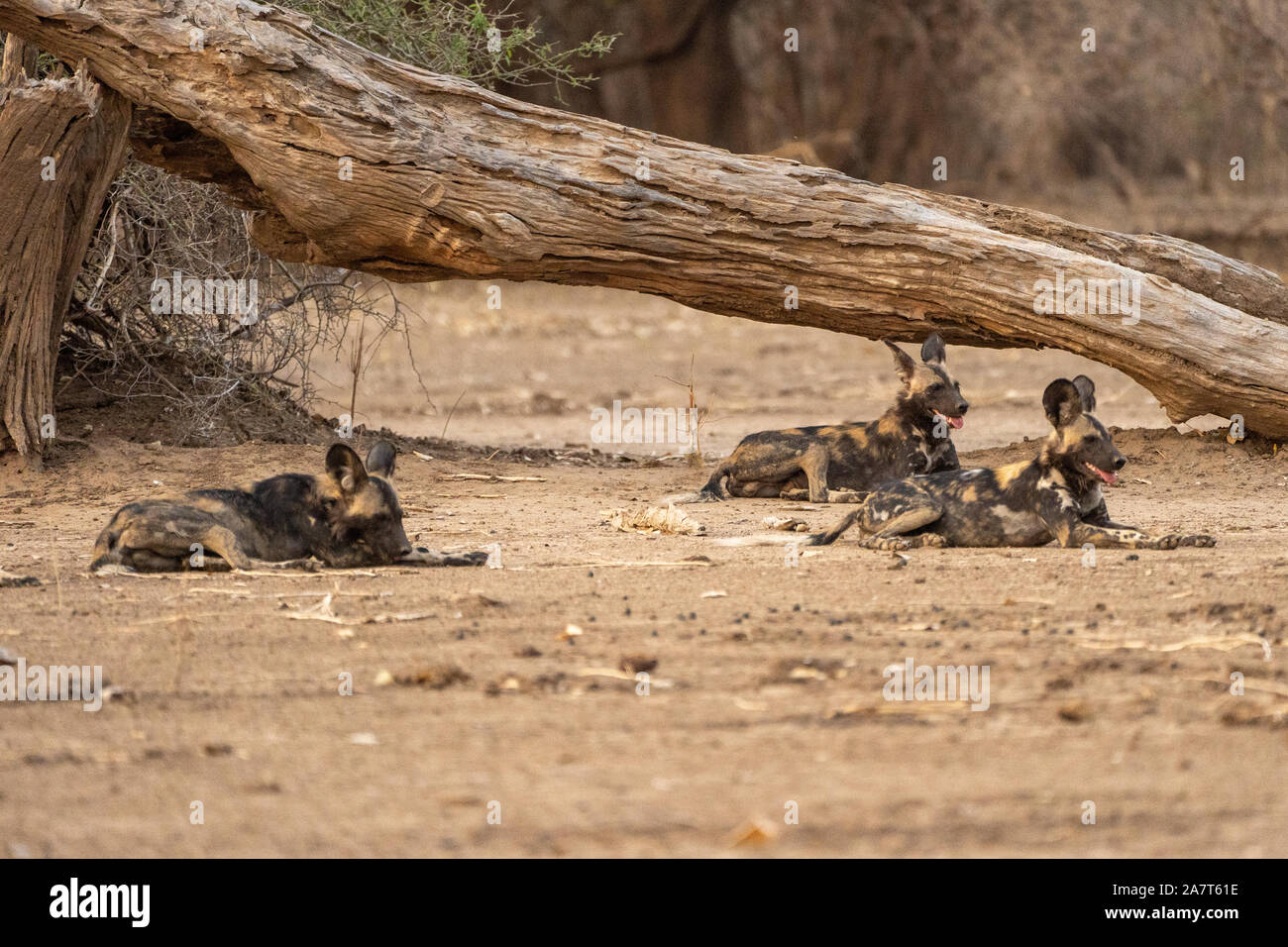 African wild dog -dipinti Wolf (Lycaon pictus) |Mana Pools Park‏ nazionale dello Zimbabwe Foto Stock