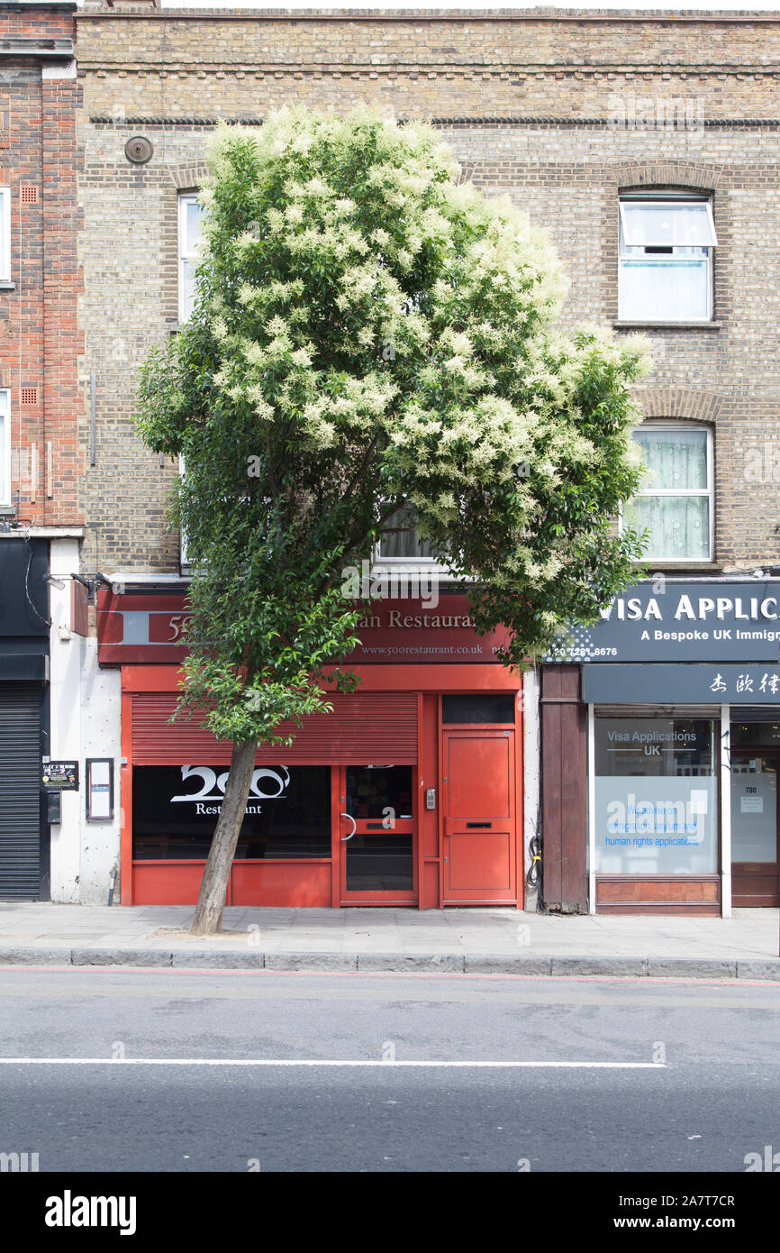 Fioritura albero cinese ligustro (Ligustrum lucidum), street tree, Holloway Road, Londra N19 Foto Stock
