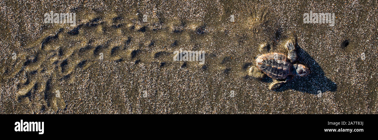 Tartaruga di mare rendendo il suo modo di ocean dopo la bollitura fuori del nido su isola di palme, S.C. Foto Stock