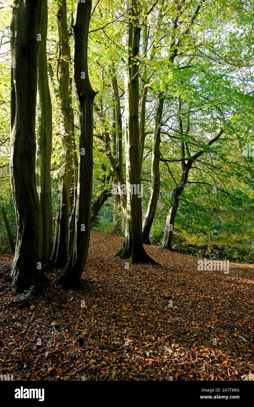 Bosco autunnale, chiddingstone, kent, Inghilterra Foto Stock