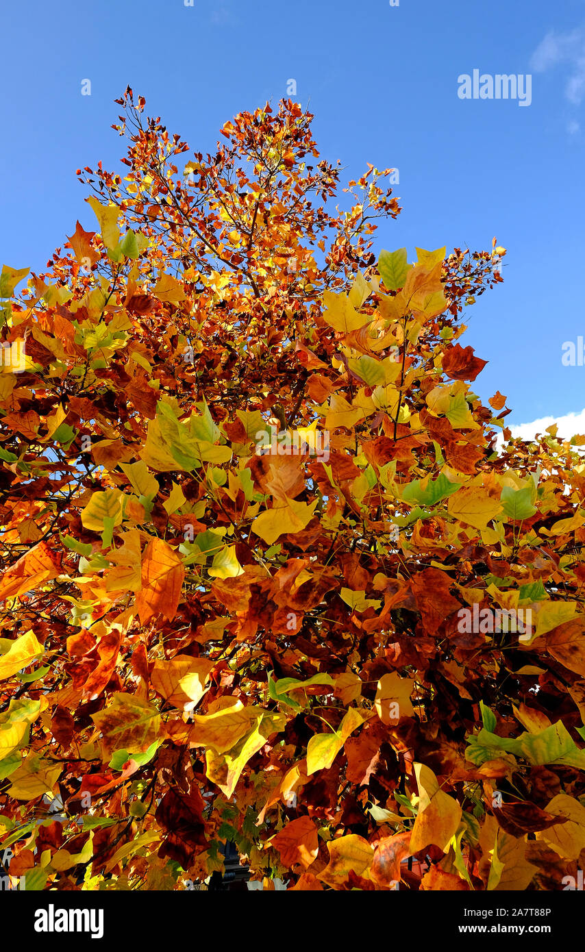 Colorato Foglie di autunno sul cielo blu sullo sfondo Foto Stock