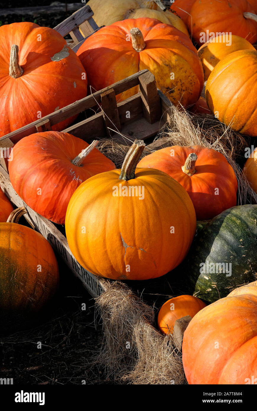 Zucche arancione in contenitori di legno in allotment garden, kent, Inghilterra Foto Stock