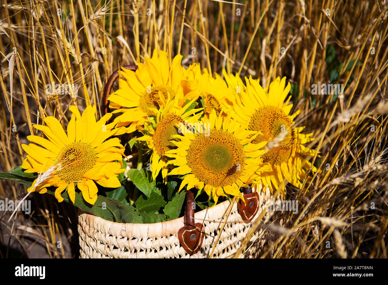 Un bouquet di Girasoli si trova in un sacchetto di paglia su un ampio campo di grano Foto Stock
