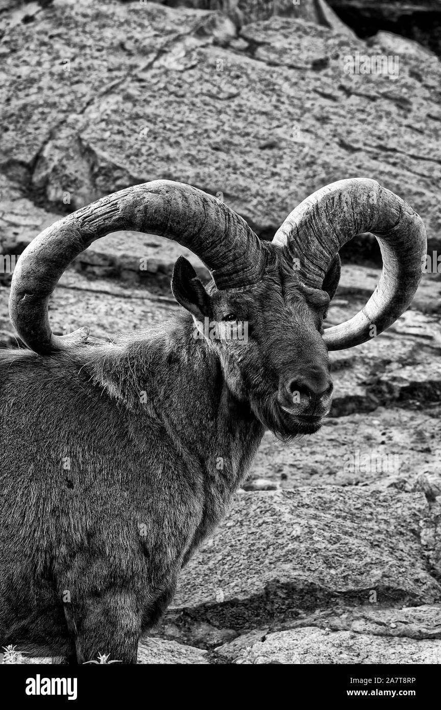 Bighorn o Bighorn (lat. Ovis canadensis) - tipo di ordinamento di selvaggi-pecora ungulati, Foto Stock