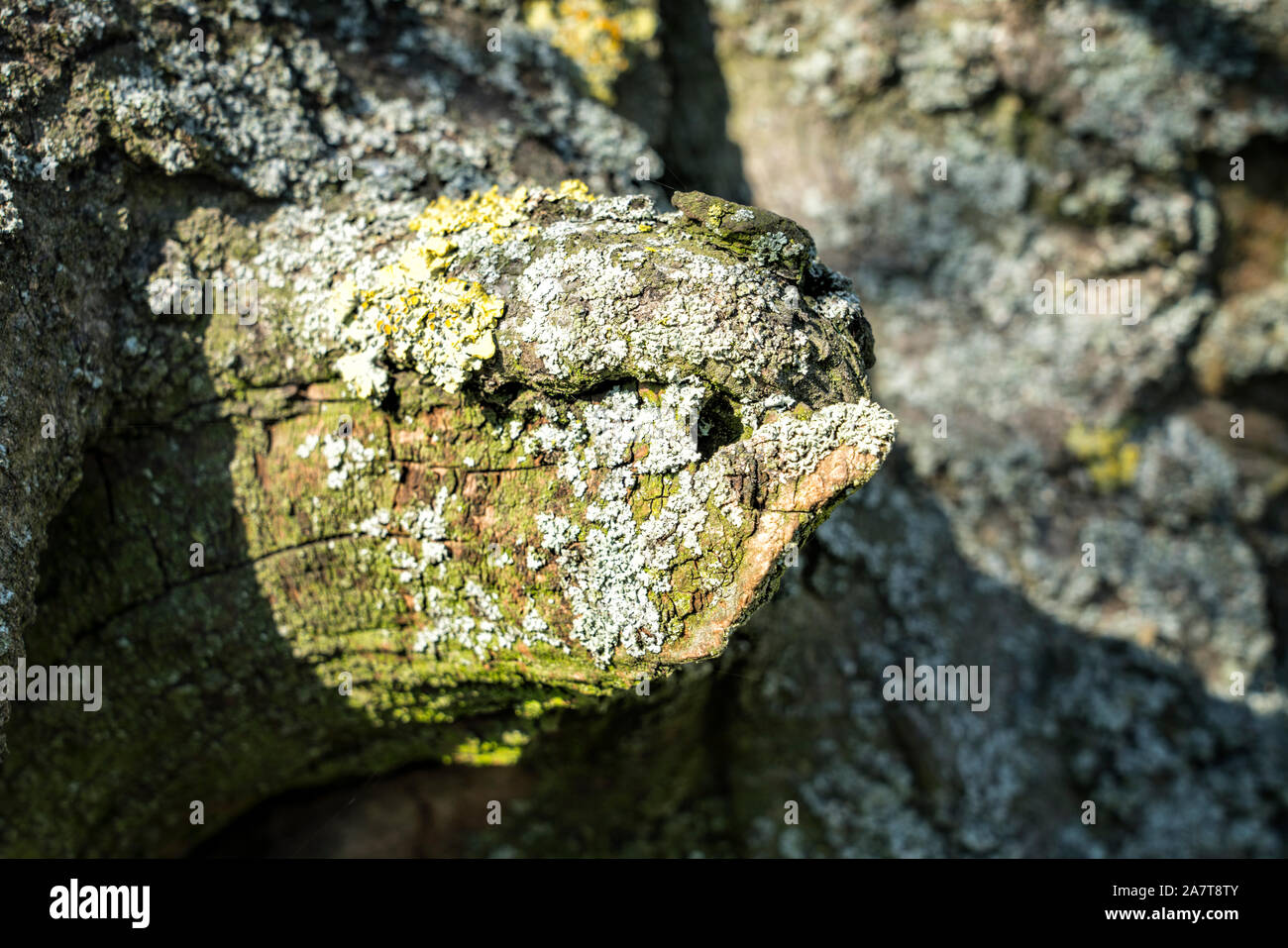 Faccia albero, assomiglia ad un animale, foresta Sababurg Urwald, Hofgeismar, Weser Uplands, Weserbergland, Hesse, Germania Foto Stock