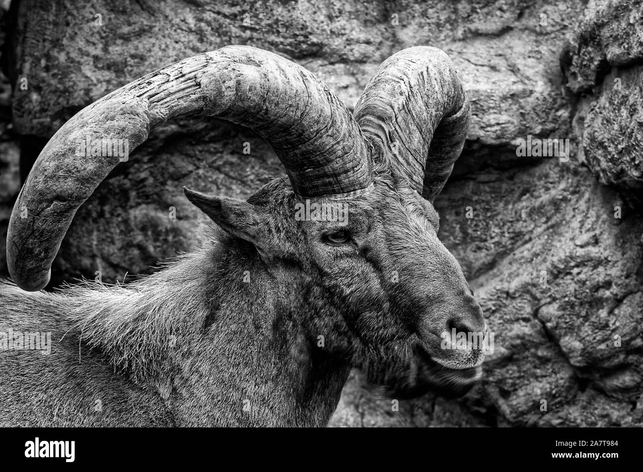 Bighorn o Bighorn (lat. Ovis canadensis) - tipo di ordinamento di selvaggi-pecora ungulati, Foto Stock