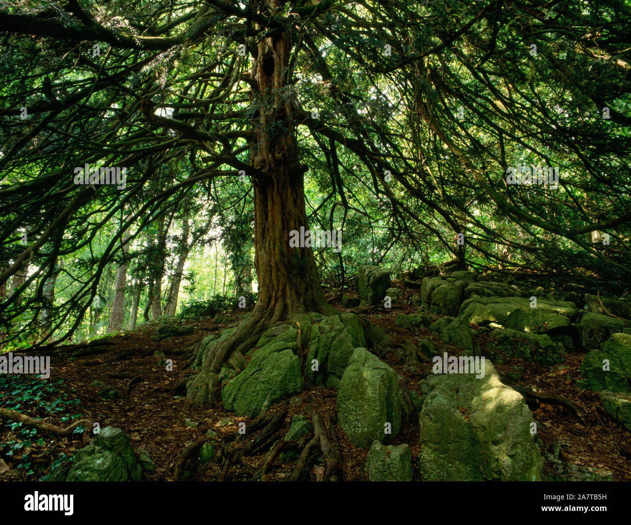 Visualizzare NW di un albero di Yew cresce sull'affioramento di calcari (il Tumulo) nel piacere dei motivi per la W di casa Colomendy, Denbighshire, Wales, Regno Unito. Parte Foto Stock