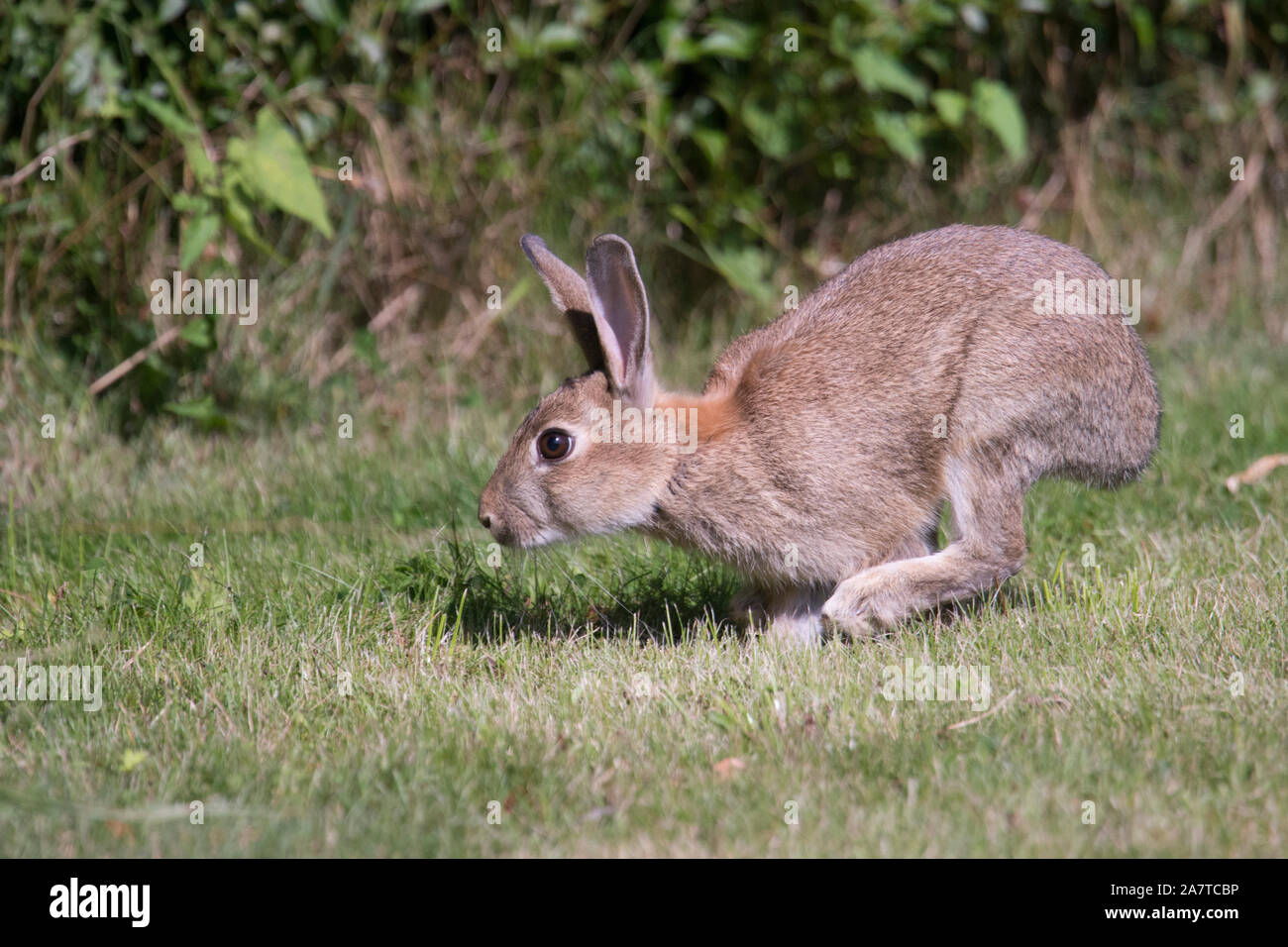 Coniglio europeo, oryctolagus cuniculus, coniglio selvatico in tutta l'erba da hedge a bordo campo, Sussex, Regno Unito Foto Stock