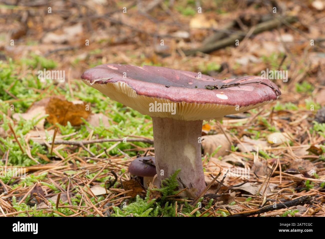 Russula queletii, fruttato Brittlegill, singolo malva e viola toadstool, funghi, sul pavimento del bosco, Sussex, Ottobre Foto Stock