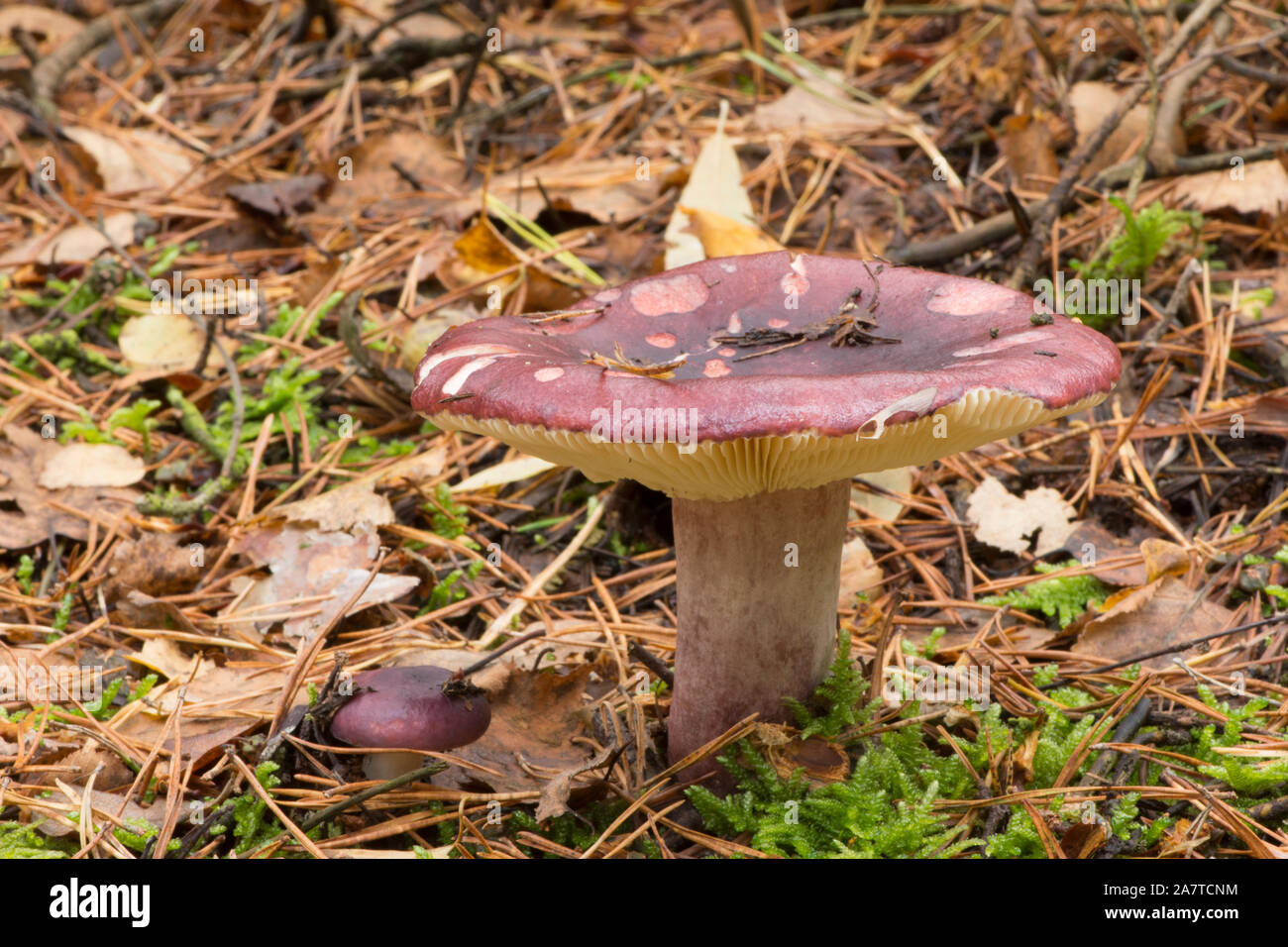 Russula queletii, fruttato Brittlegill, singolo malva e viola toadstool, funghi, sul pavimento del bosco, Sussex, Ottobre Foto Stock