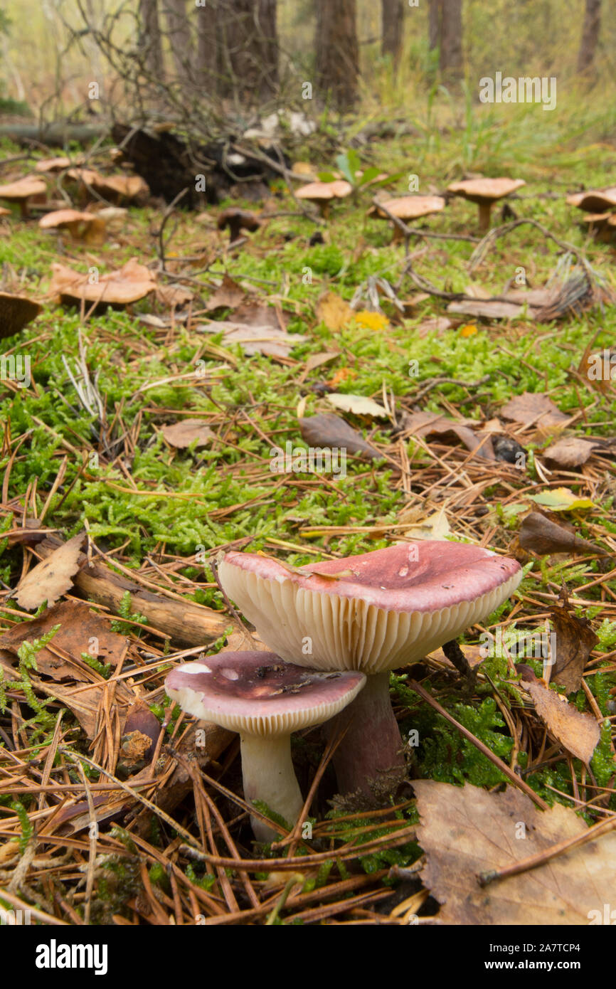 Russula queletii, fruttato Brittlegill, due malva e viola toadstools, funghi, sul pavimento del bosco, Sussex, Ottobre Foto Stock