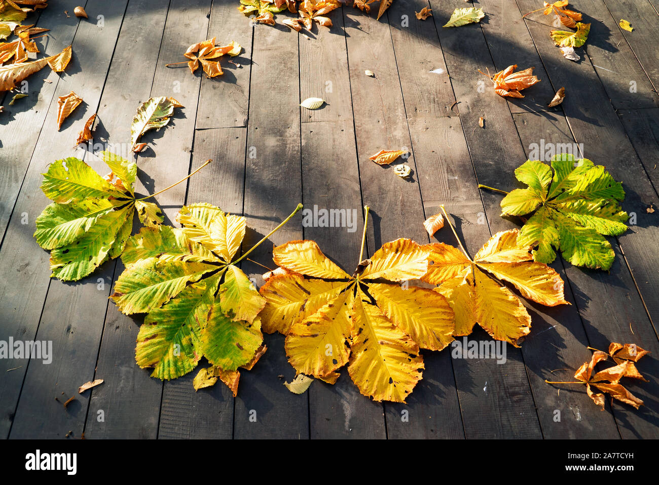 Foglie di castagno giallo autunnale immagini e fotografie stock ad alta  risoluzione - Alamy