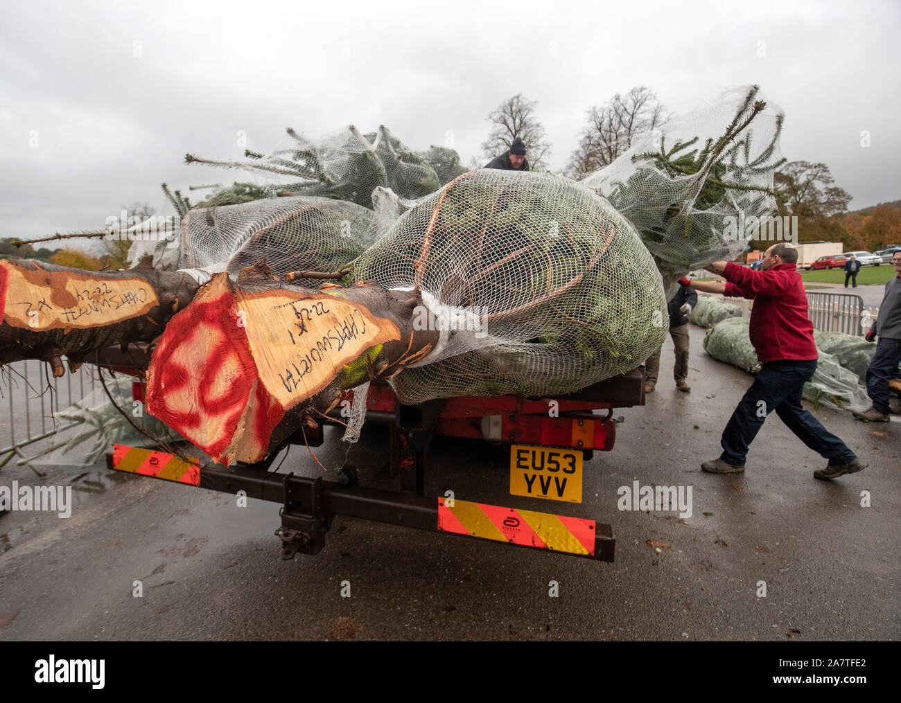 Un alberi di Natale viene scaricato come quattordici alberi di Natale, fino a 24 piedi di altezza, arrivano a Chatsworth House, vicino a Bakewell, Derbyshire, per impostazione intorno alla maestosa casa prima della stagione di Natale apertura al pubblico sabato. Foto Stock