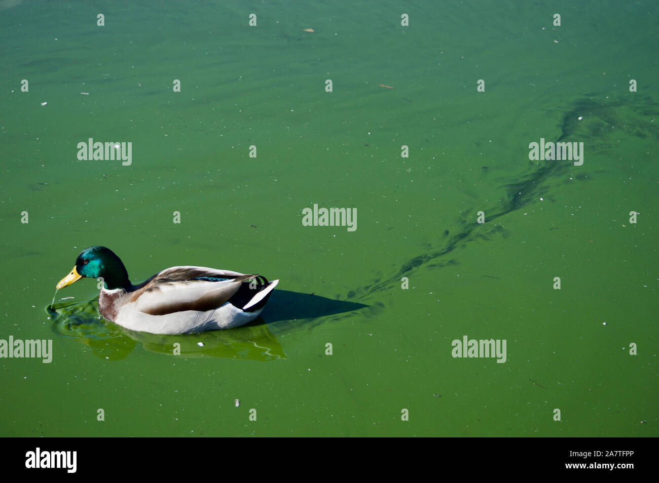 Un Mallard duck lascia una scia di alghe riempito di acqua a penna stagni in Richmond Park, Regno Unito Foto Stock
