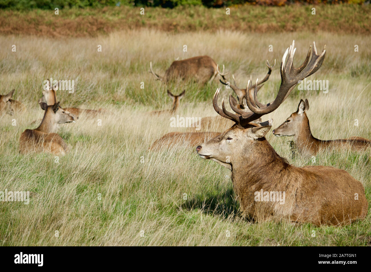 Una mandria di cervi a Richmond Park, Regno Unito Foto Stock