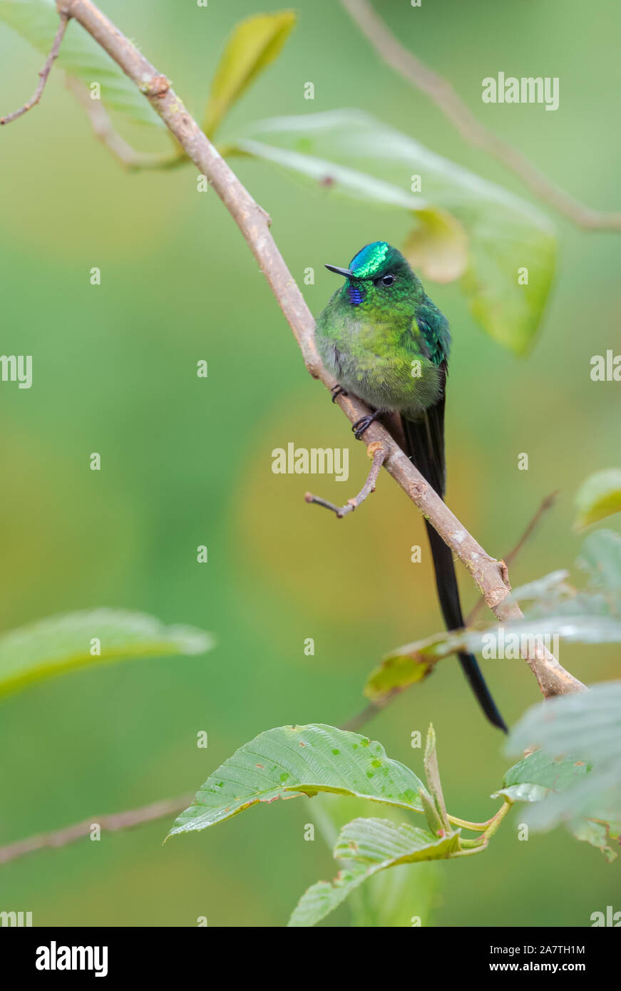 Long-tailed Sylph - Aglaiocercus kingi, bella lunga coda di hummingbird dalla foresta nuvolosa di Andeans piste, San Isidro, Ecuador, Sud America. Foto Stock