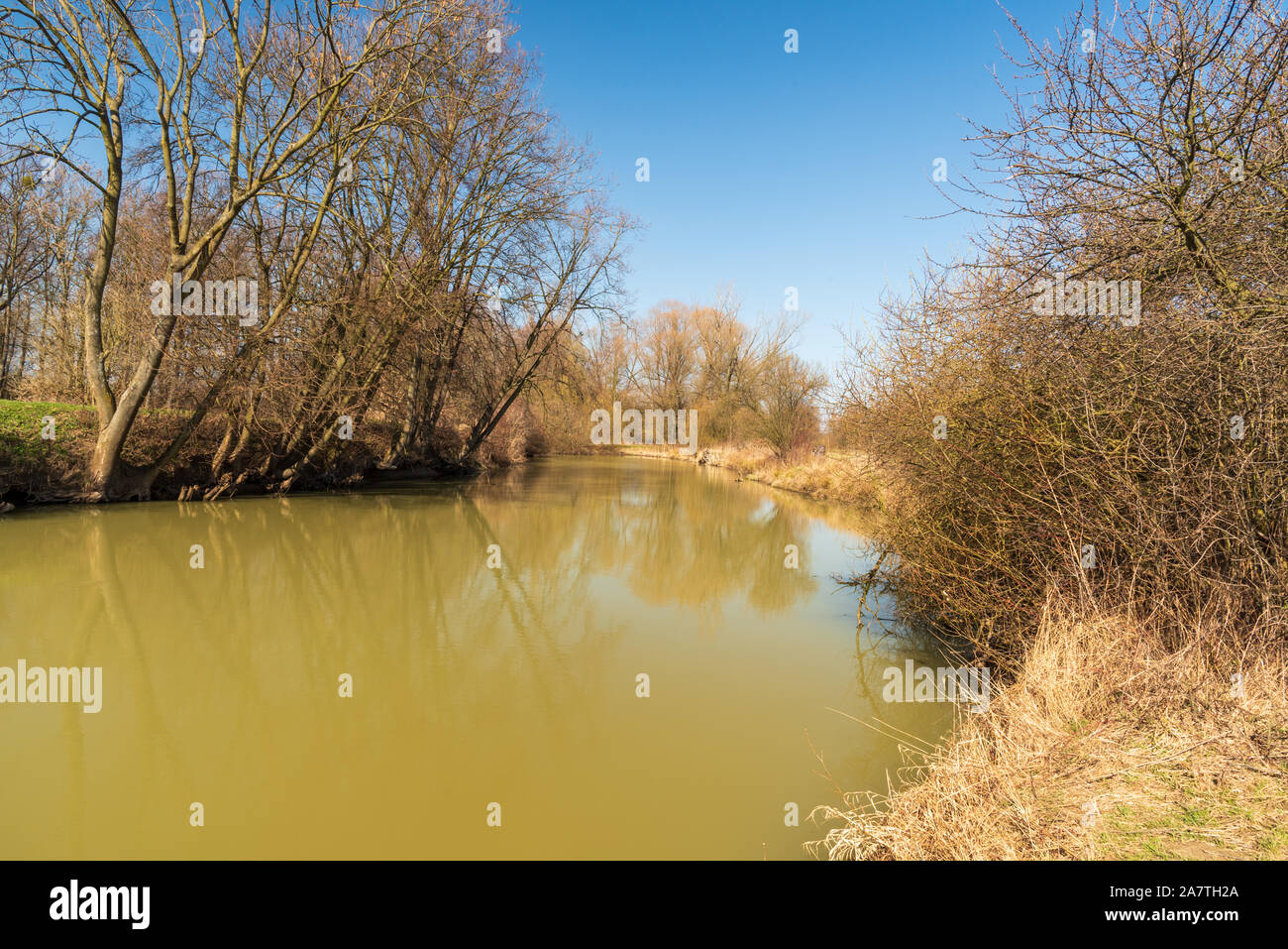 Fiume Odra con alberi intorno e chiaro cielo sopra tra Kosatka e Polanka Nad Odrou nella Repubblica Ceca durante il buon inizio di giornata di primavera Foto Stock