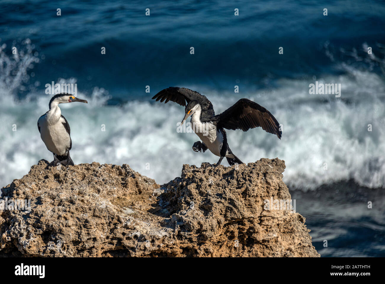 Cormorani che si asciugano le ali sulle rocce con surfers in background. Western Australia. Foto Stock